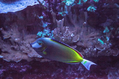 Fish swimming in sea