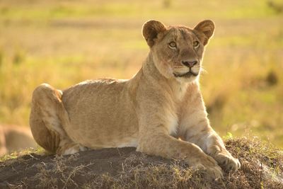 Close up of lion resting in grassland looking forward
