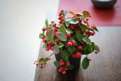 Close-up of plant on table