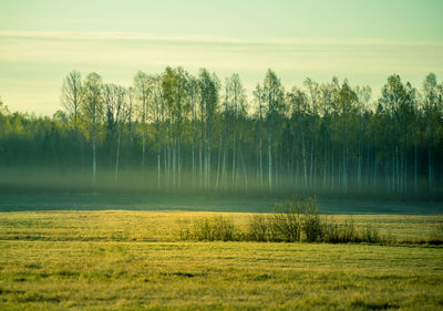 A beautiful misty springtime sunrise over the rural area in northern europe. 