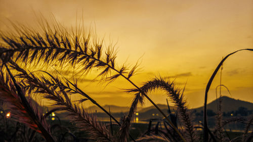 Close-up of silhouette plants on field against sky during sunset