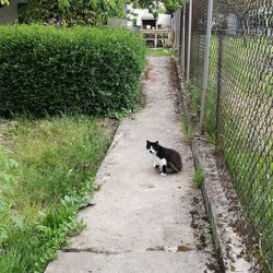 Cat on footpath