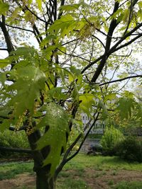 Close-up of fruits growing on tree