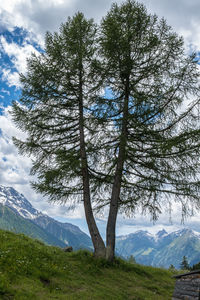 Scenic view of tree mountains against sky