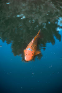 High angle view of fish swimming in sea