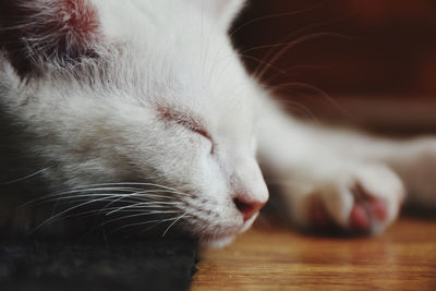 Close-up of cat with eyes closed