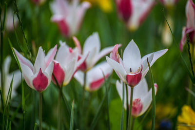 Close-up of white flowering plants