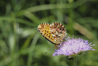 Close-up of butterfly pollinating on purple flower