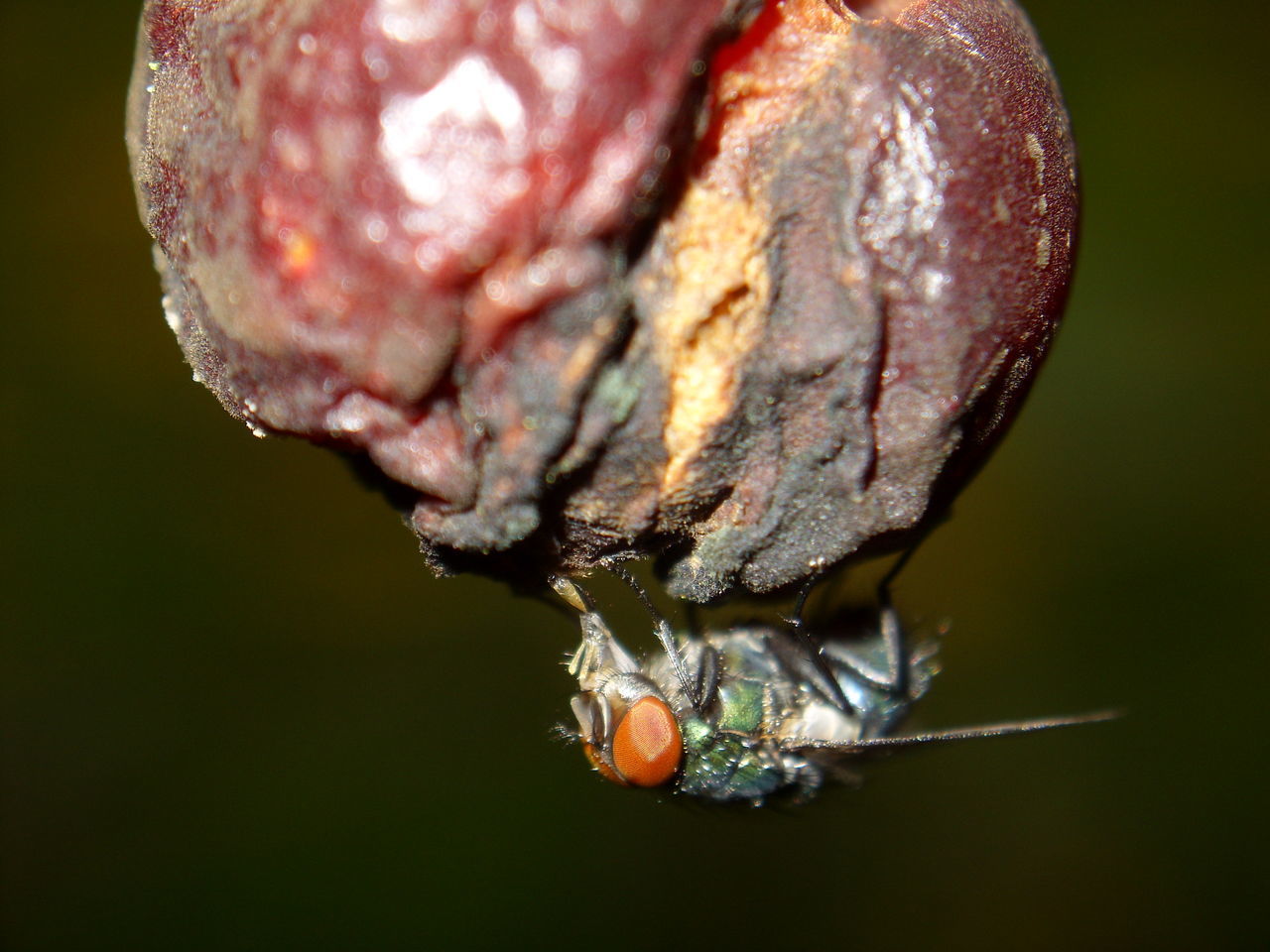 CLOSE-UP OF INSECT ON ICE