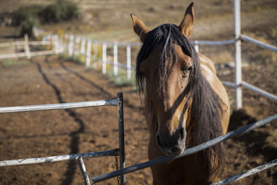 Head shot of brown horse in field