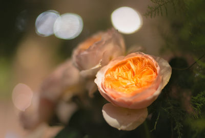 Close-up of orange flower