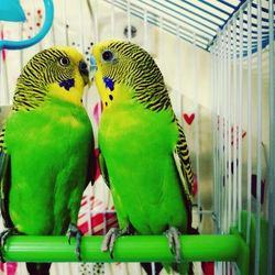 Close-up of parrot perching in cage