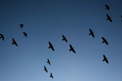 Low angle view of birds flying against blue sky