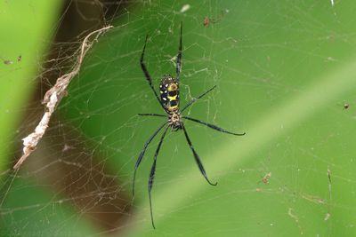 Close-up of spider on web