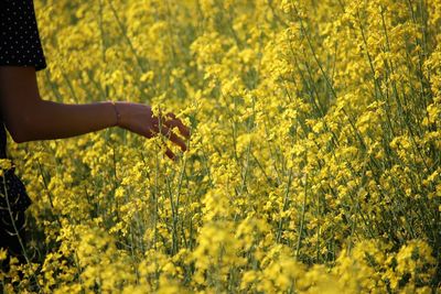 Close-up of person touching yellow flowers on field