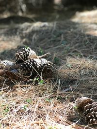 Close-up of lizard on field