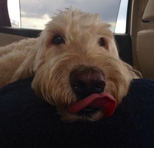 Close-up portrait of a dog