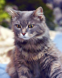 Close-up portrait of cat looking away