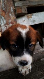 Close-up portrait of puppy