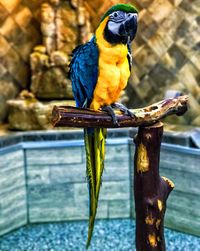 Close-up of parrot perching on wood