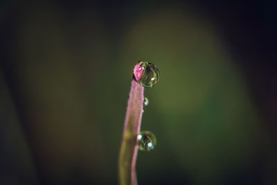 Close-up of water drops on leaf