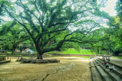 Trees in park