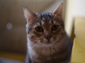 Close-up portrait of cat at home