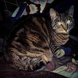 High angle view of cat on bed at home