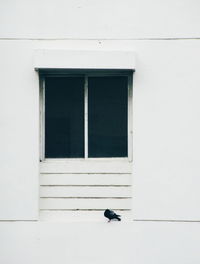 Bird perching on window