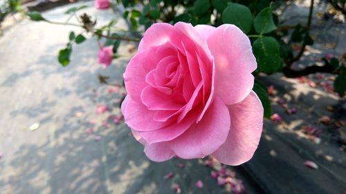 Close-up of pink rose