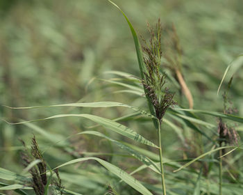 Close-up of insect on plant