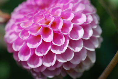 Macro shot of pink flower