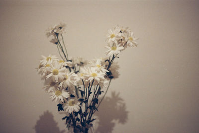 Close-up of white flowers in vase against wall