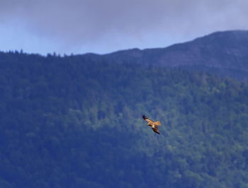 Common buzzard bird, buteo buteo, flying next to the fir trees, geneva, switzerland