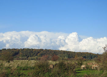 Scenic view of field against blue sky