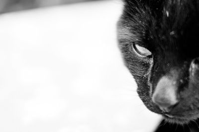 Close-up portrait of dog