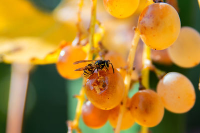 Close-up of honey bee on fruit