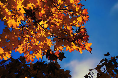 Low angle view of maple tree against sky