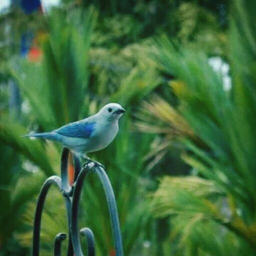 bird, animal themes, one animal, animals in the wild, focus on foreground, wildlife, perching, green color, close-up, outdoors, nature, selective focus, day, peacock, side view, no people, beak, plant, blue, feather