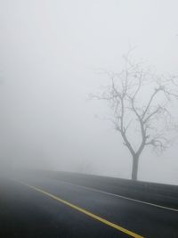 Bare tree by road in foggy weather