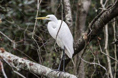 Close-up of bird perching on branch