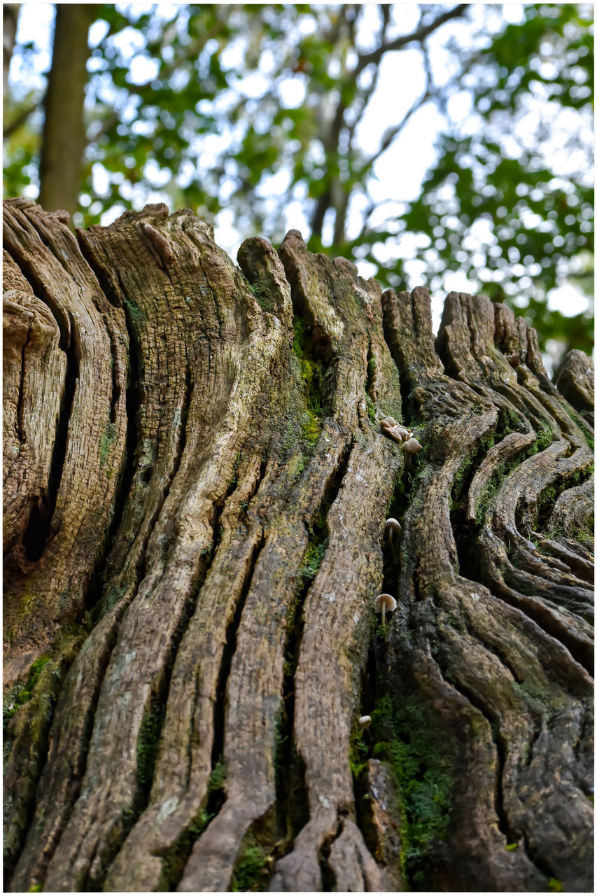 CLOSE-UP OF TREE TRUNKS IN FOREST