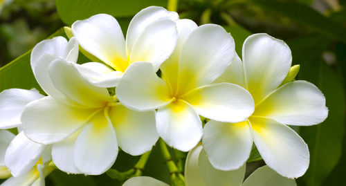 White frangipani it is an asian flower.