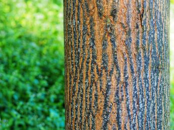 Close-up of bamboo tree trunk in forest