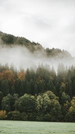 Trees by lake in forest against sky