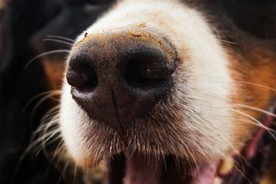 Close-up of a dog