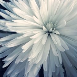 Close-up of white flowers