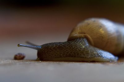 Close-up of snail