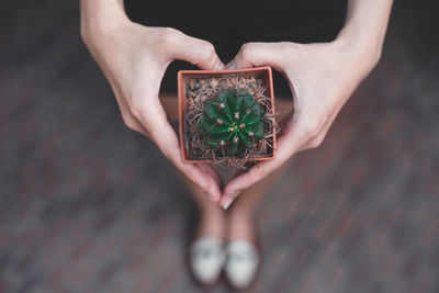 Midsection of person holding plant