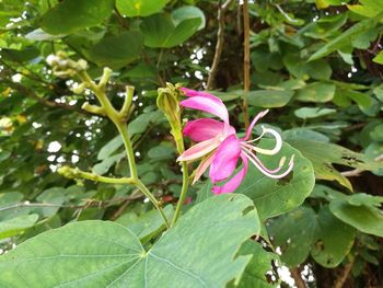 Close-up of pink hibiscus flower